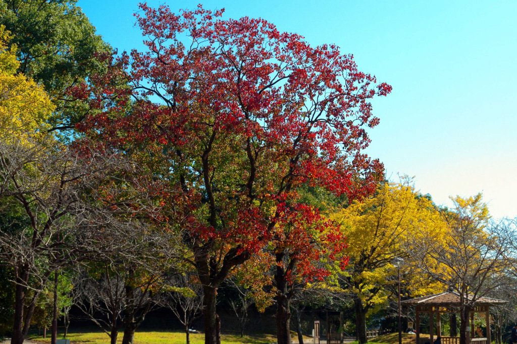 宮崎市天神山公園の紅葉のイメージ