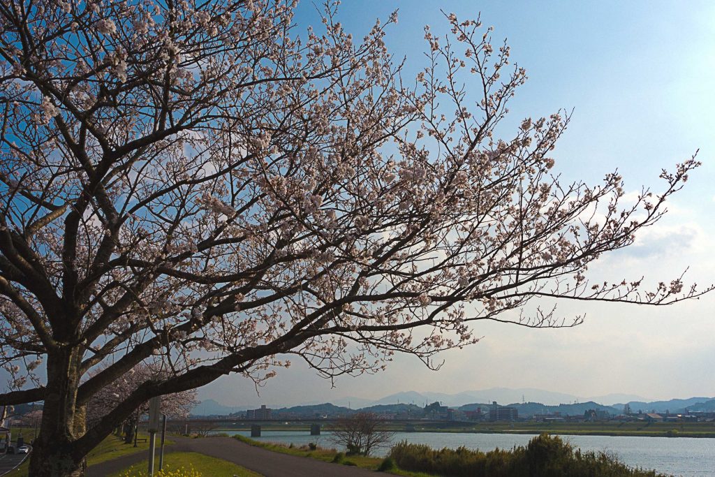 宮崎市大淀川と桜の木のイメージ