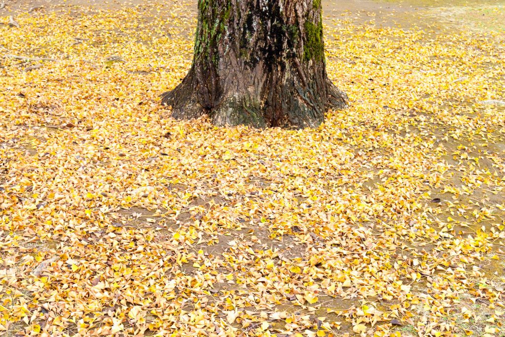 宮崎総合文化公園のイチョウのイメージ