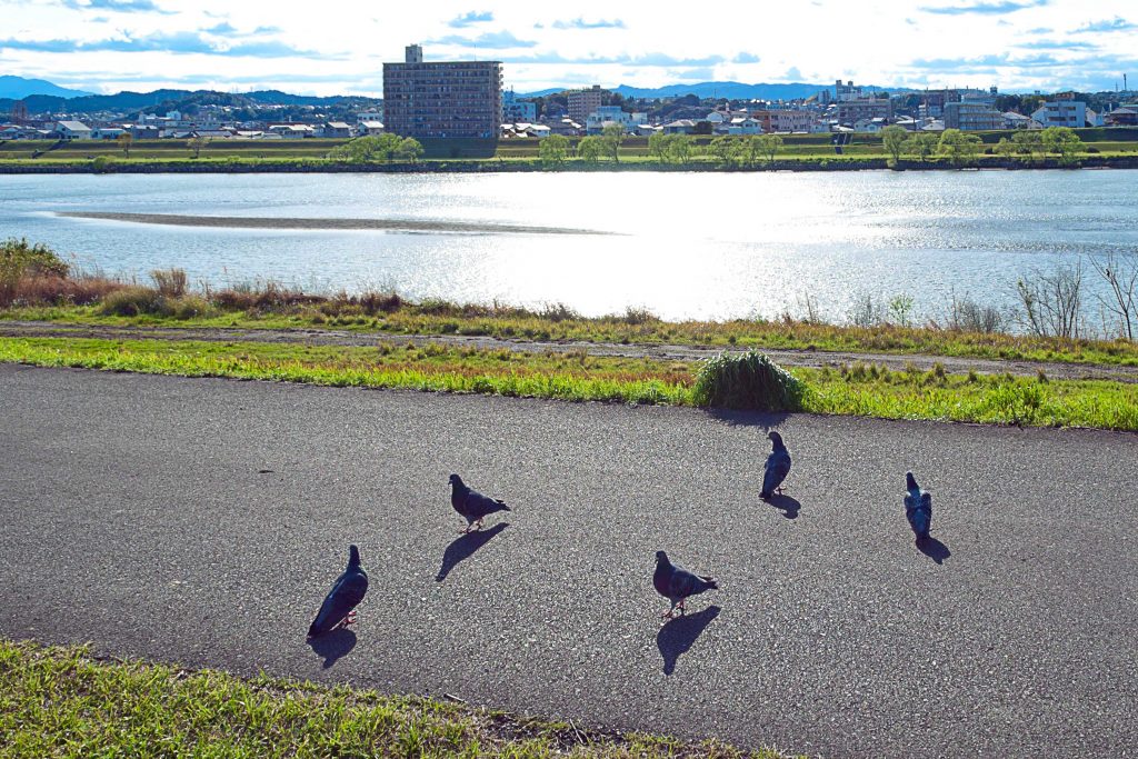 宮崎市大淀川の堤防の鳩のイメージ