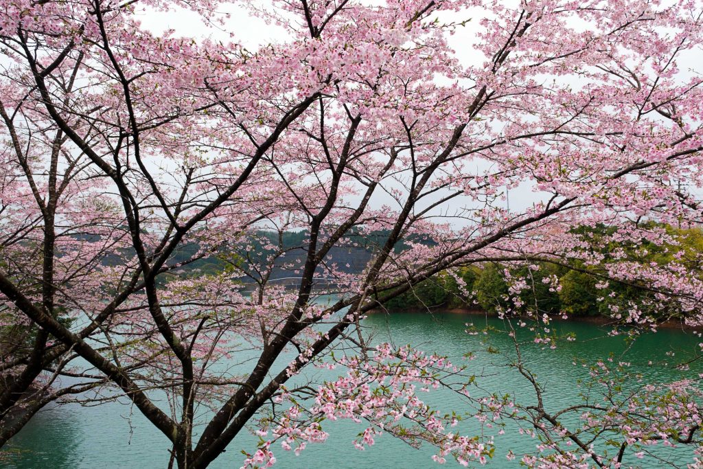 宮崎県天神ダムの山桜のイメージ