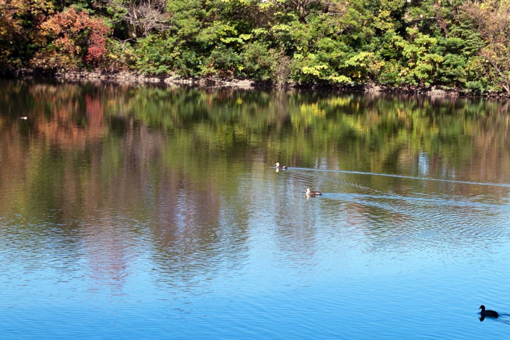 宮崎市平和台公園の新池に浮かぶ鴨のイメージ