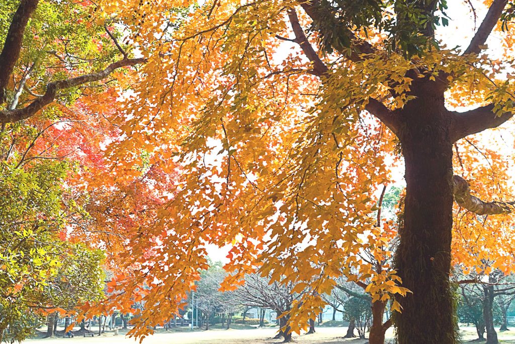 宮崎市中央公園の紅葉イメージ