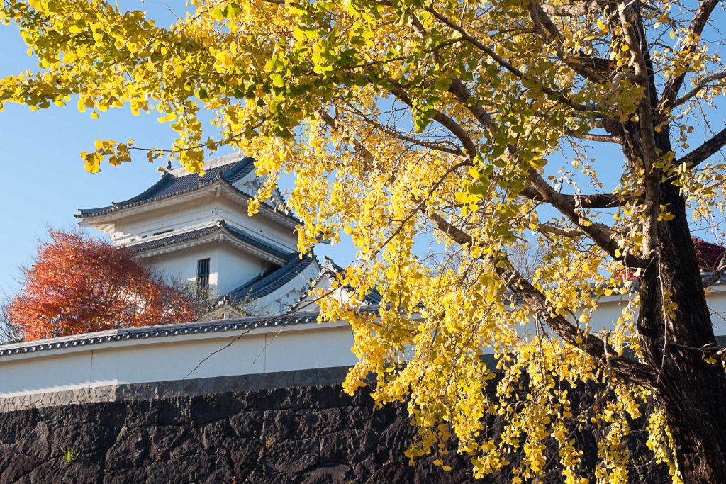 天ヶ城公園のイチョウのイメージ