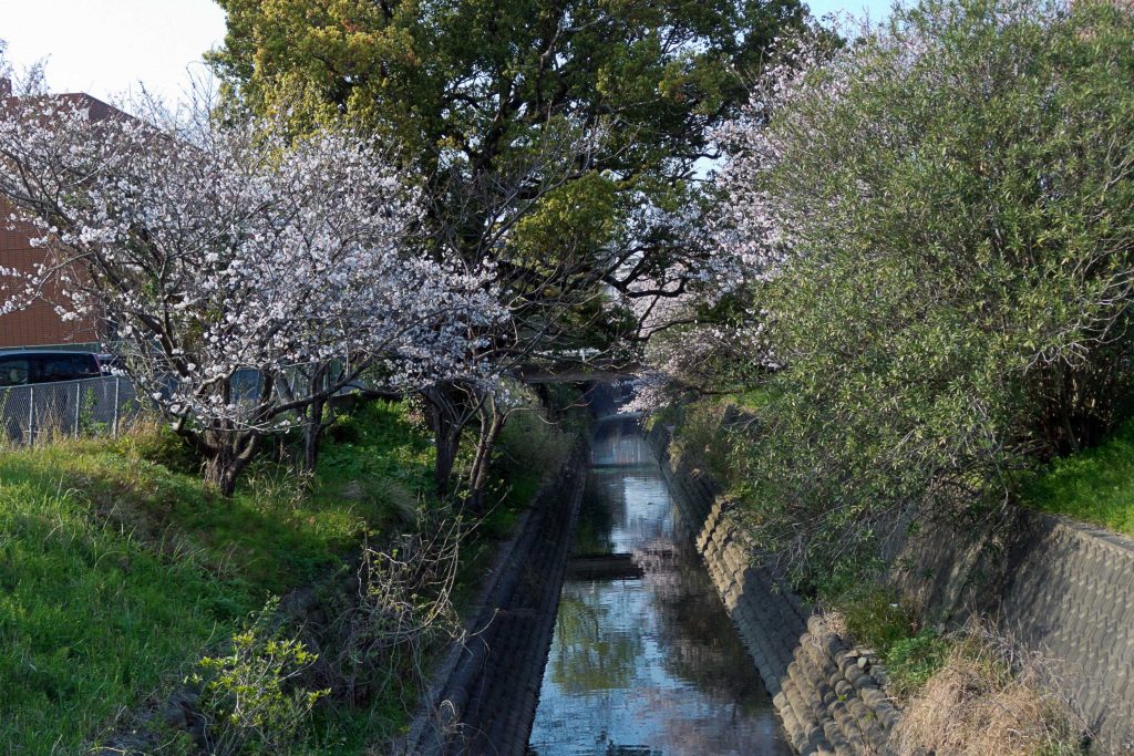 宮崎市高松橋付近の用水路に咲く桜のイメージ