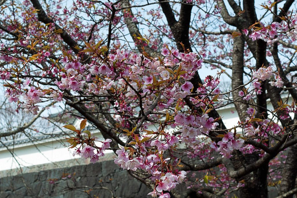 天ヶ城公園のお城と桜のイメージ