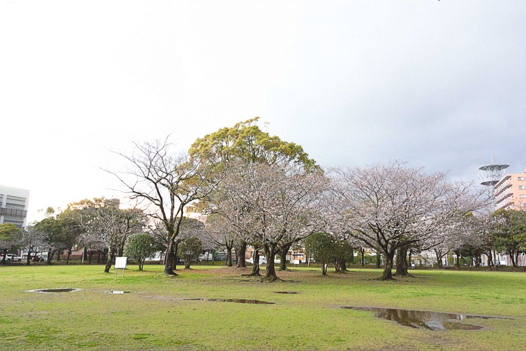 宮崎市中央公園のお花見広場のイメージ