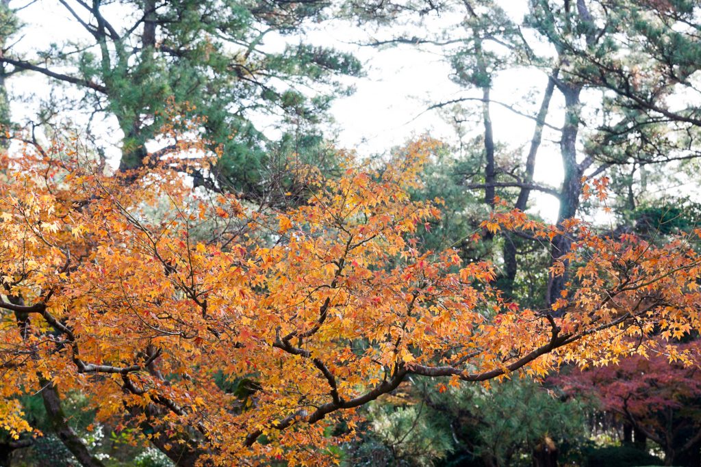 宮崎県総合運動公園の日向景修園のもみじのイメージ