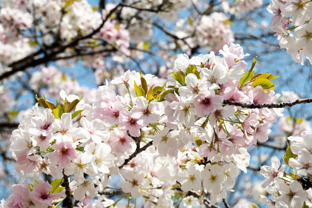 宮崎市別府公園の桜のイメージ