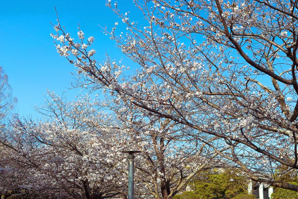 宮崎県総合文化公園の桜のイメージ