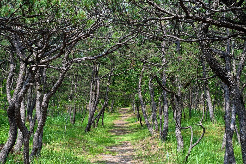 宮崎県総合運動公園のクロスカントリーコース（フェニックスコース）のイメージ