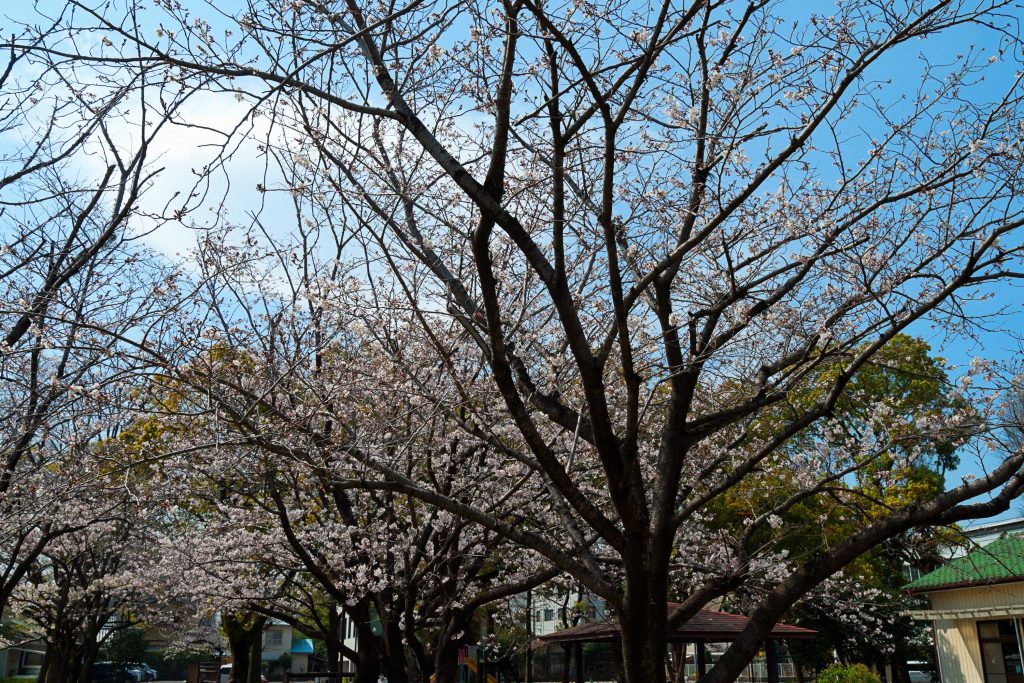 宮崎市栄町街区公園の桜のイメージ