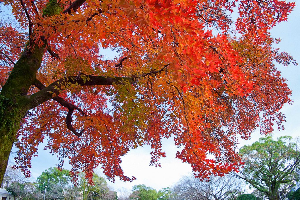 宮崎市中央公園の紅葉のイメージ