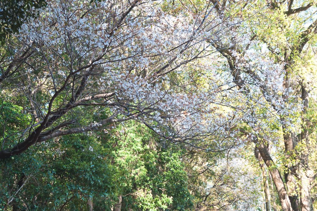 宮崎神宮の桜のイメージ