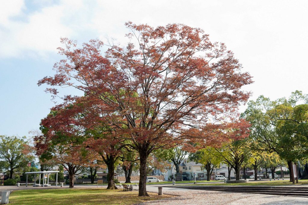 宮崎県総合文化公園の紅葉のイメージ