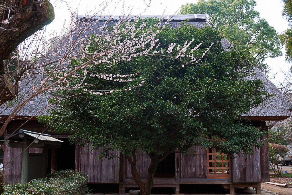 宮崎市民家園の梅の花のイメージ