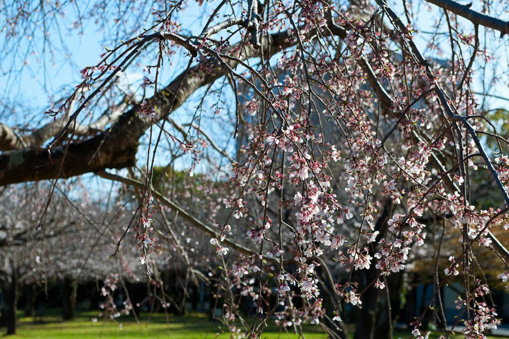 宮崎県総合文化公園の桜のイメージ