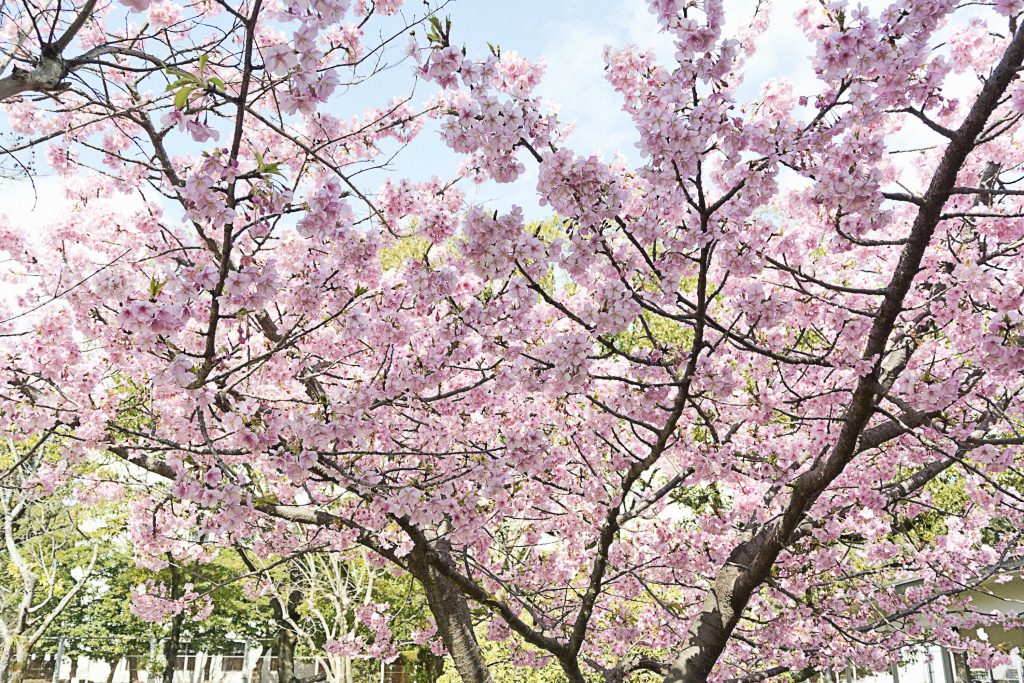 宮崎市中央公園（文化の森）のテニスコート前の桜のイメージ