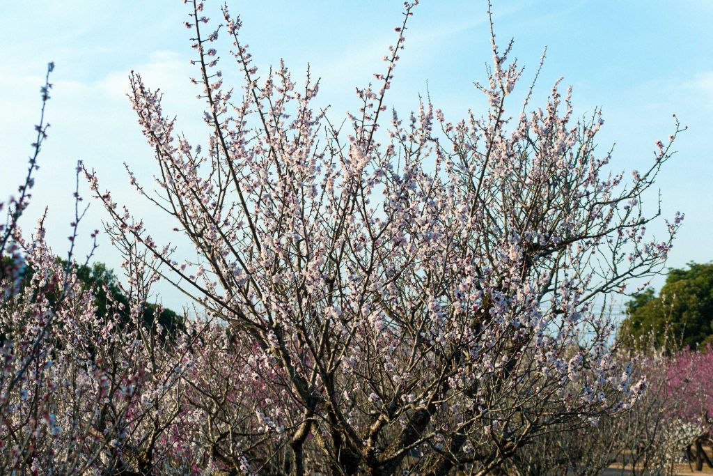 阿波岐原森林公園市民の森梅園の白い梅のイメージ