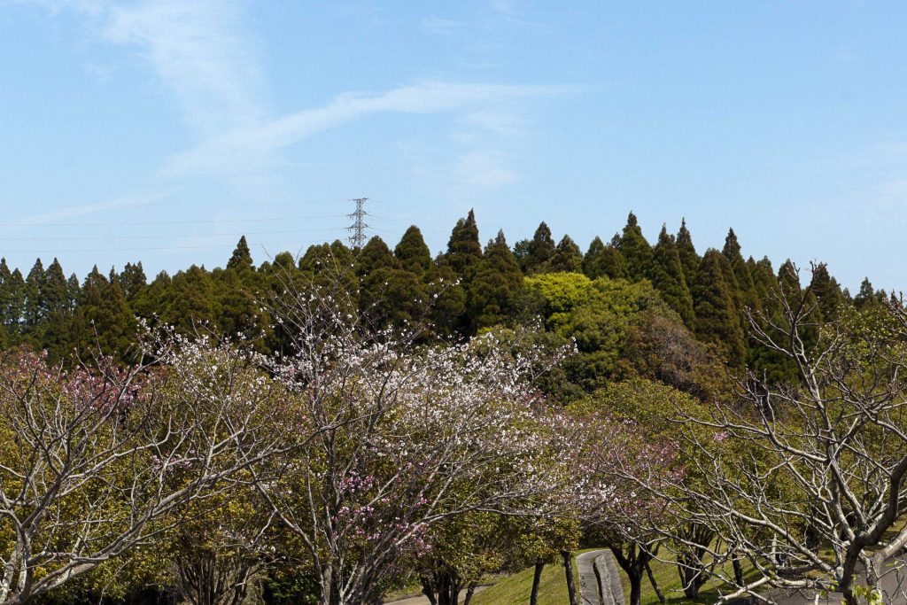 宮崎市清武総合運動公園の桜のイメージ