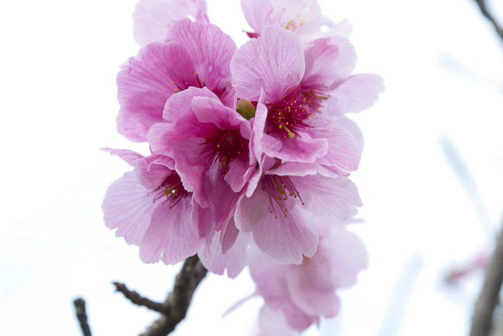 生目の杜運動公園の山桜のイメージ