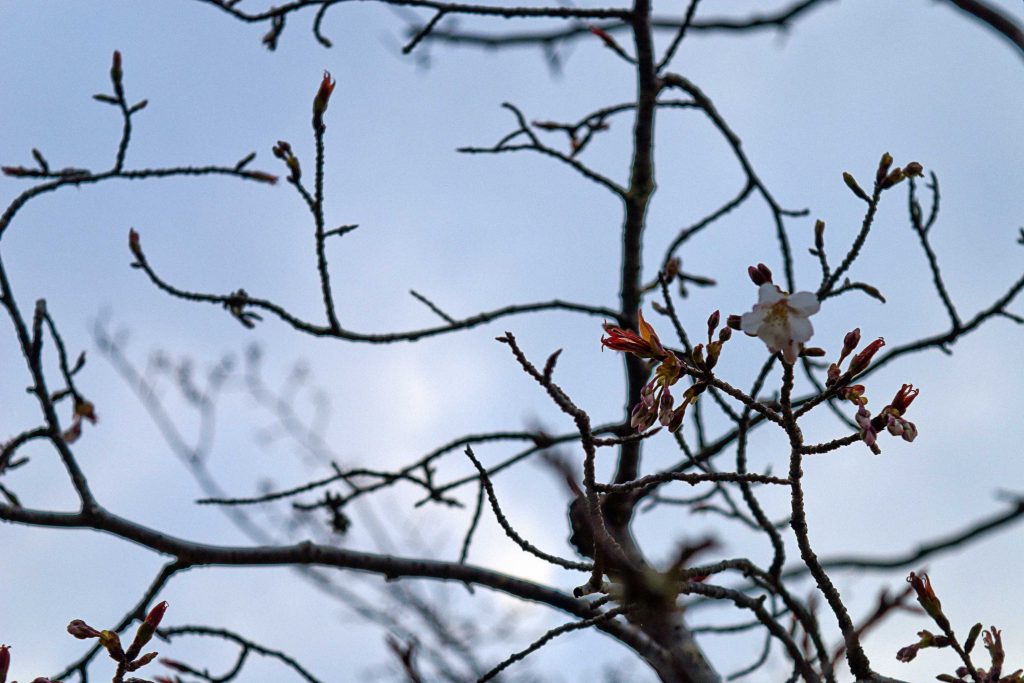 久峰総合公園の桜のイメージ