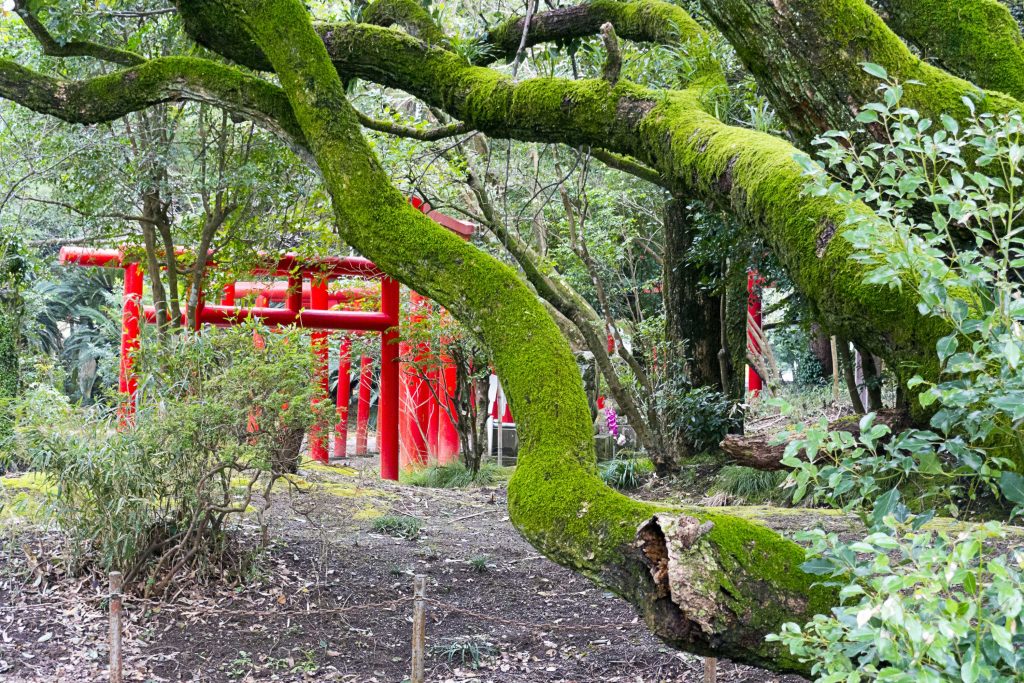 宮崎神宮の神池の近くの苔むした枝のイメージ