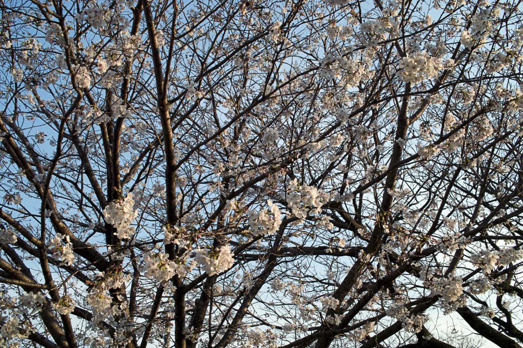 宮崎市栄町街区公園の桜のイメージ