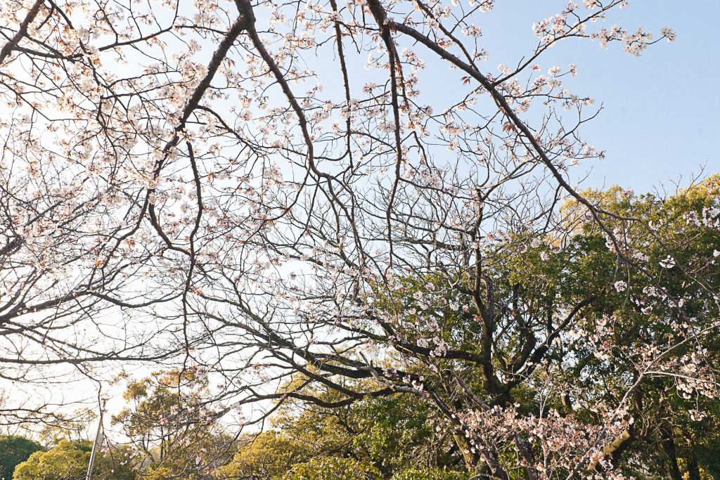 宮崎市中央公園（文化の森）の桜のイメージ