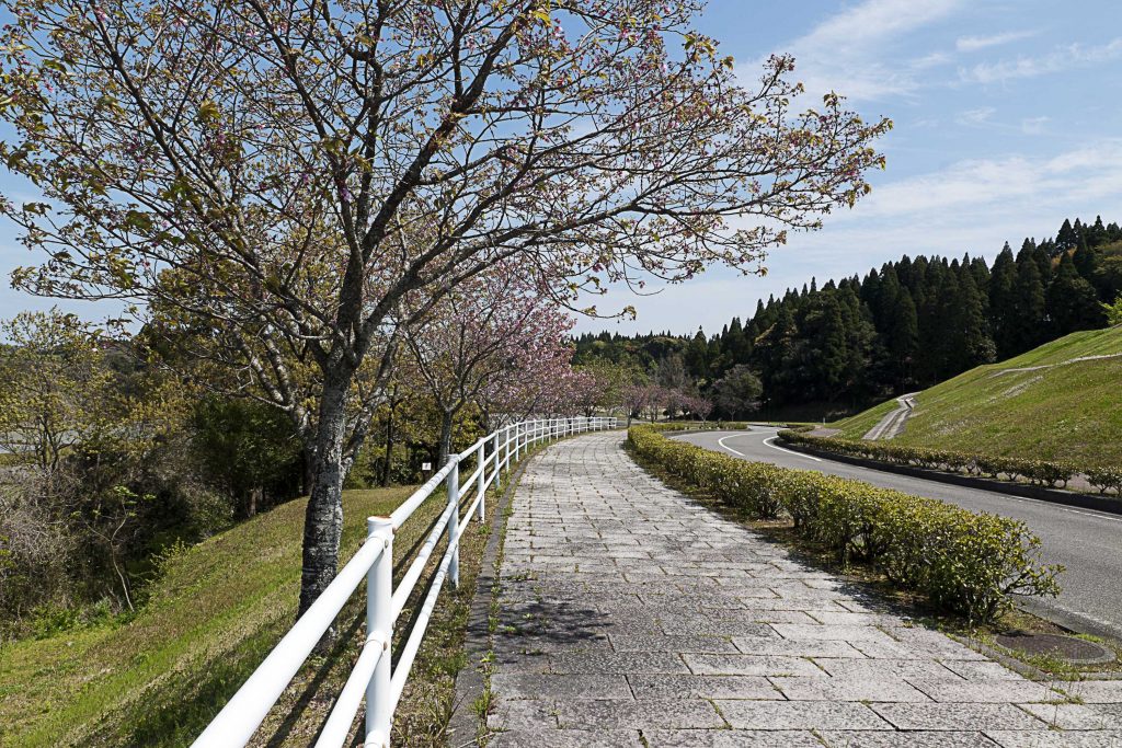 宮崎市清武総合運動公園の坂道の桜のイメージ