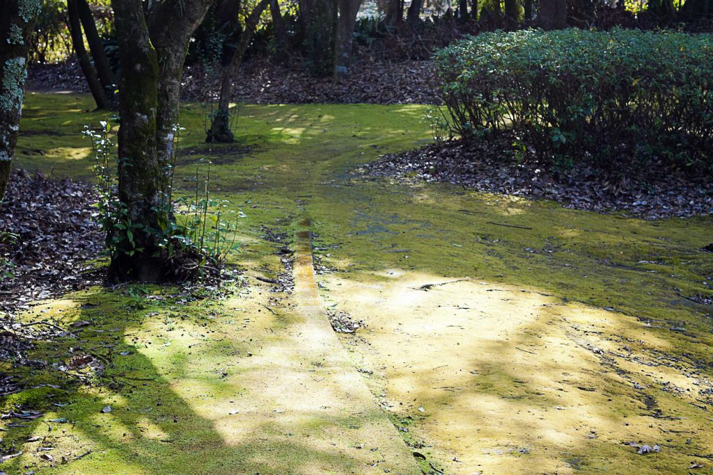 宮崎市阿波岐原森林公園の市民の森の苔のイメージ