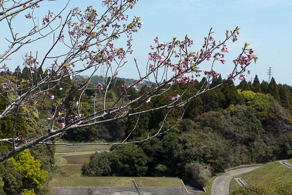 宮崎市清武総合運動公園の桜のイメージ