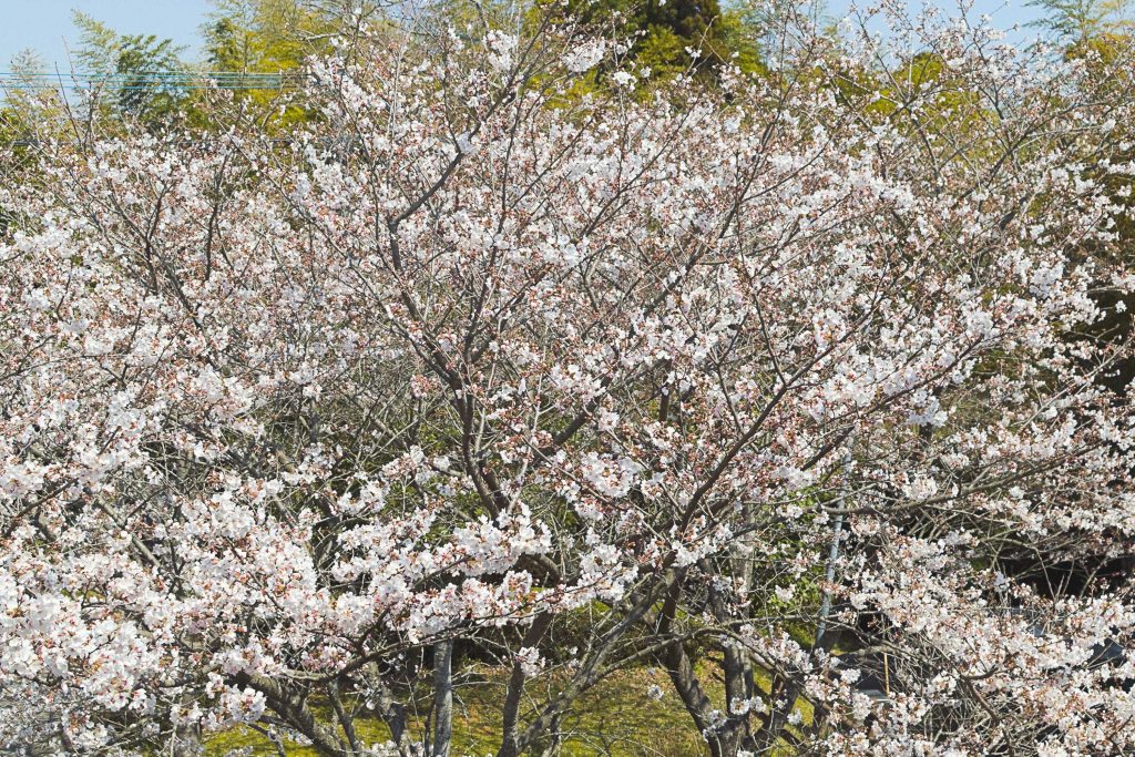 宮崎市久峰総合公園の桜のイメージ