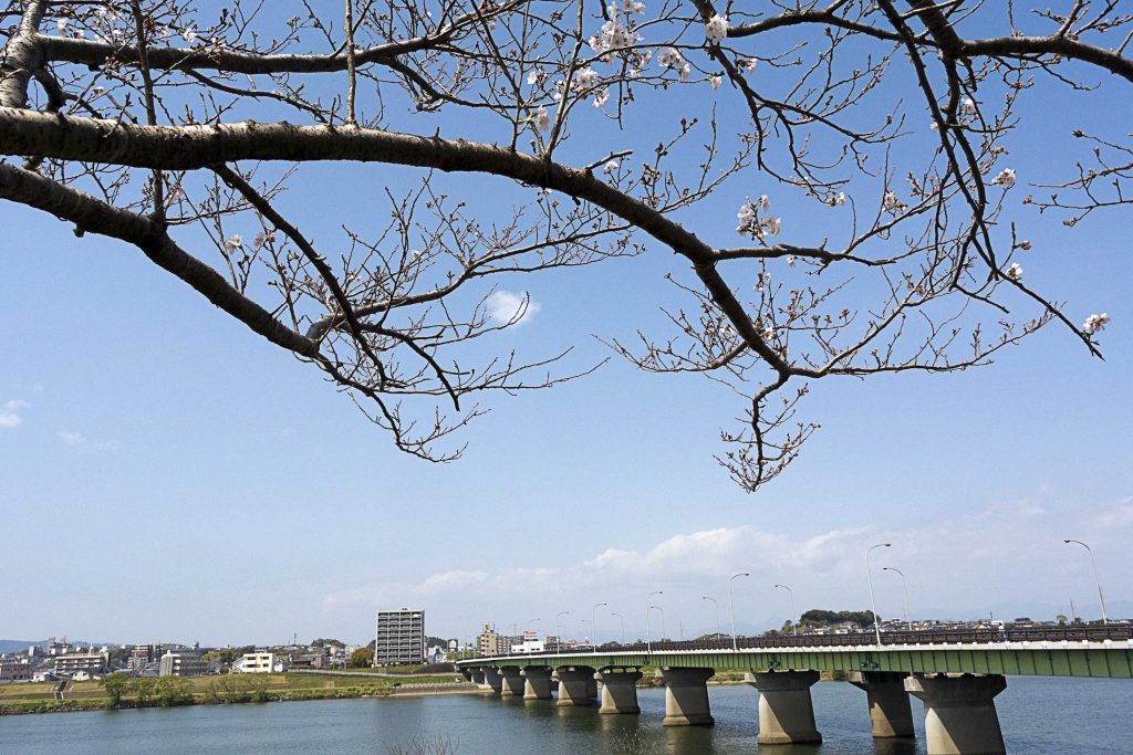 宮崎市大淀川堤防歩道沿いの桜のイメージ