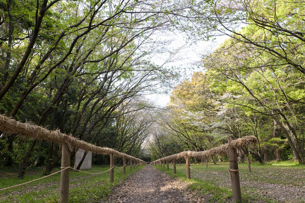 宮崎神宮の流鏑馬馬場の桜のイメージ