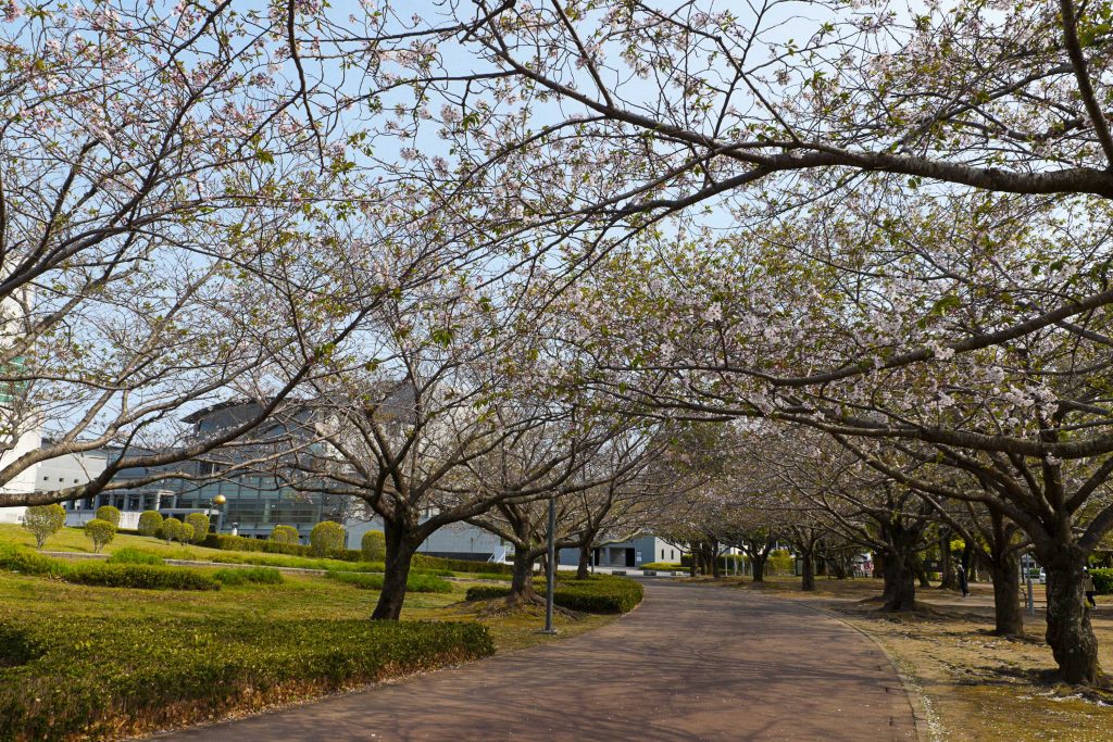 宮崎県総合文化公園の桜並木のイメージ