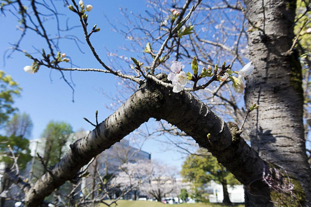 宮崎市別府街区公園の桜のイメージ