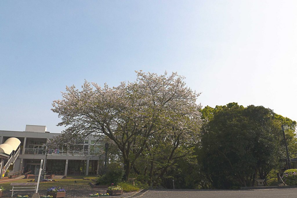 宮崎県立平和台公園の大きな桜の木のイメージ