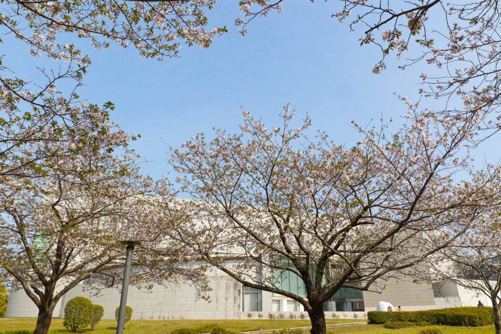 宮崎県立美術館の桜のイメージ