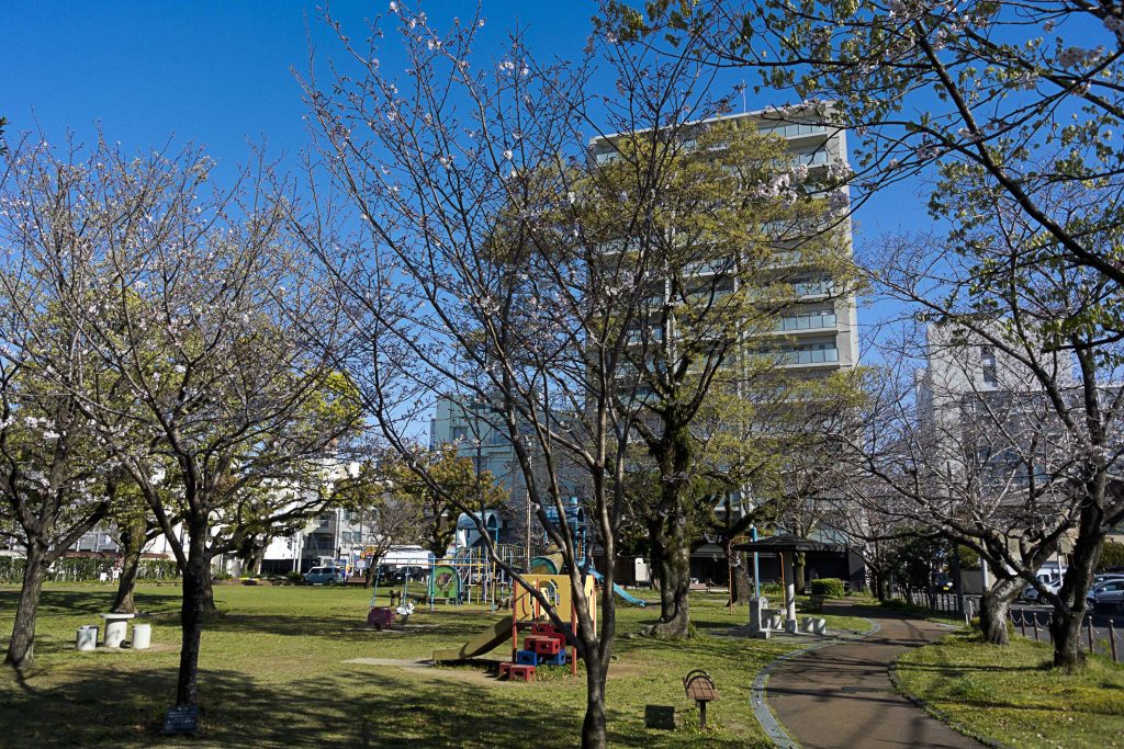 宮崎市別府街区公園の桜のイメージ