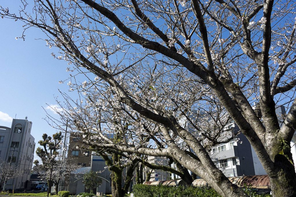 宮崎市別府街区公園の桜のイメージ